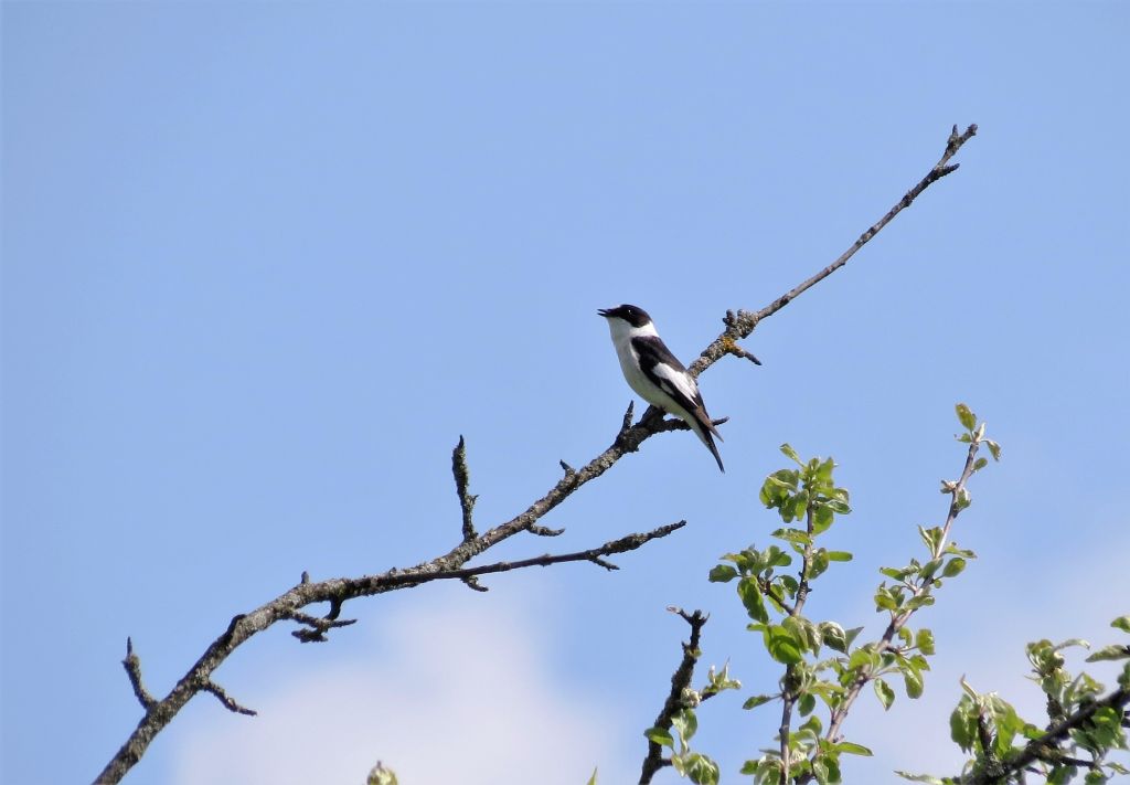 Ficedula albicollis (Temminck, 1815)