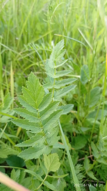 Pastinaca sativa L.