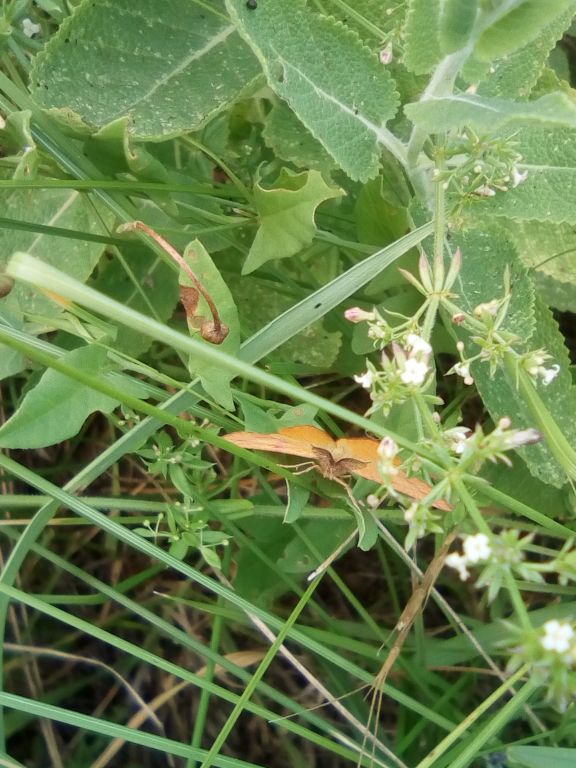 Lythria purpuraria (Linnaeus, 1758)