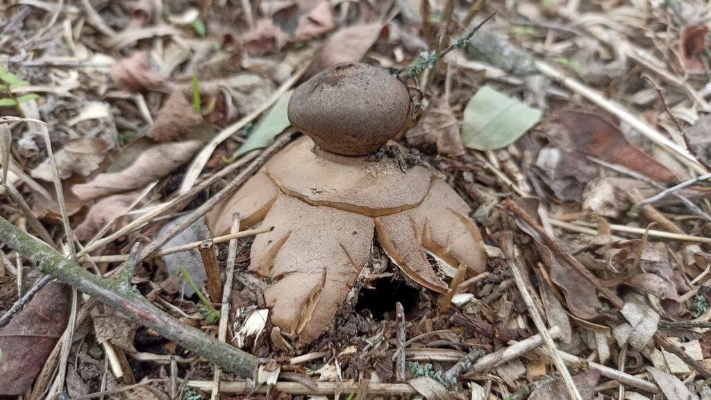 Geastrum