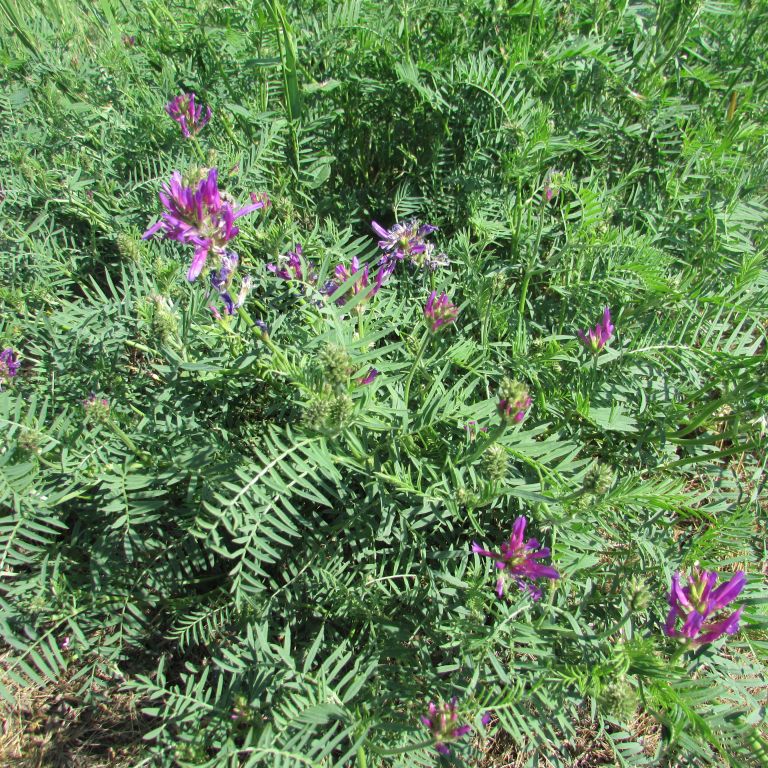Astragalus onobrychis L.