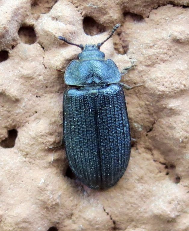 Grynocharis oblonga (Linnaeus, 1758)
