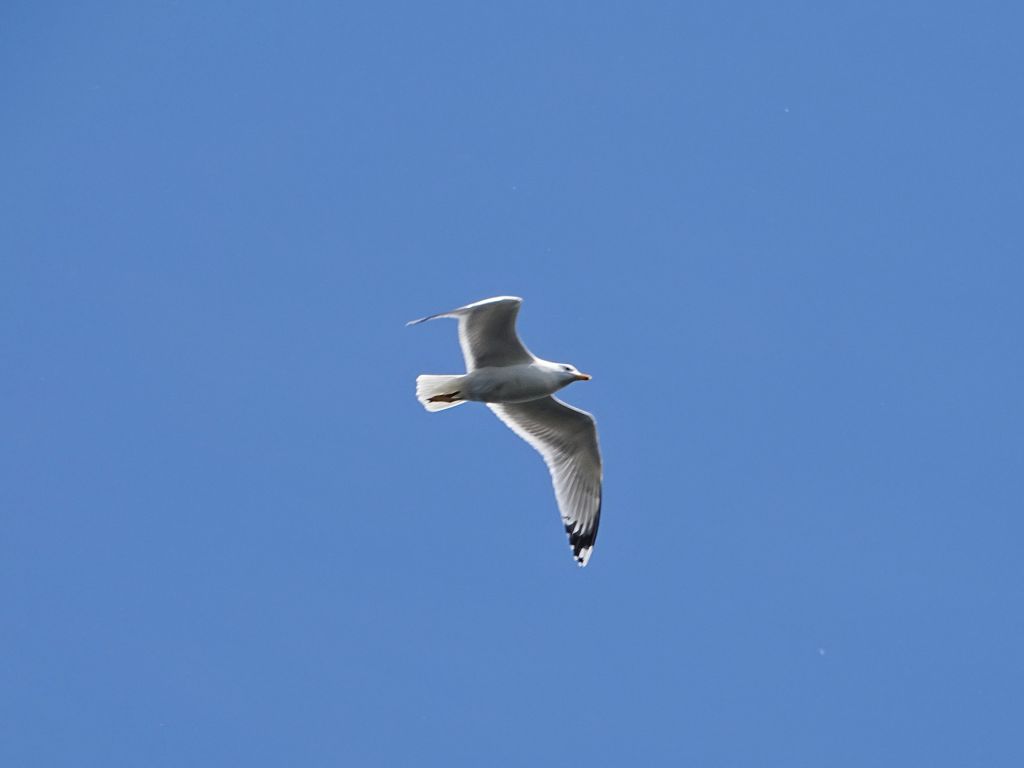 Larus cachinnans Pallas, 1811