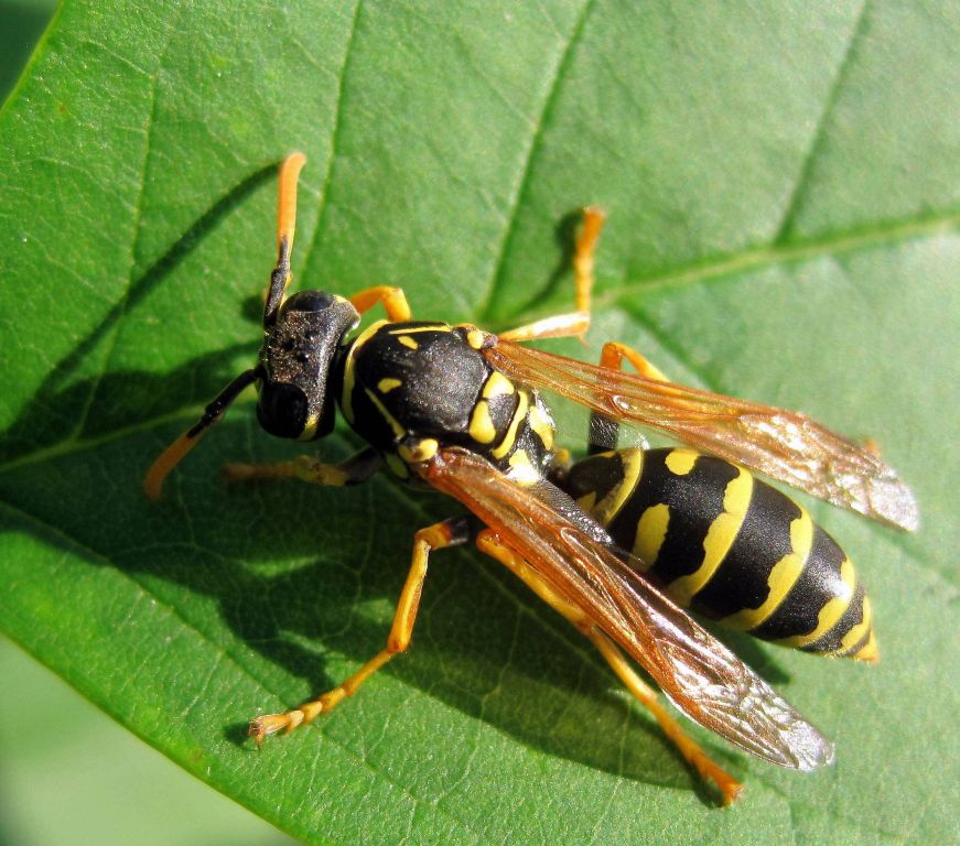 Polistes nimpha (Christ, 1791)