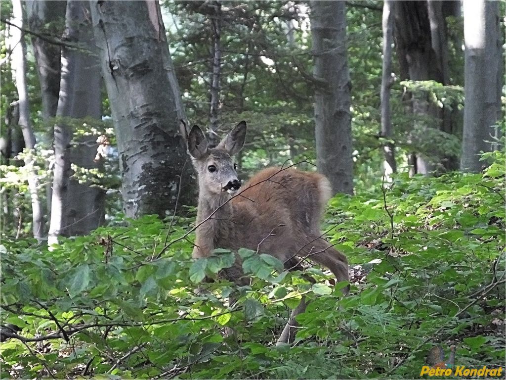 Capreolus capreolus (Linnaeus, 1758)