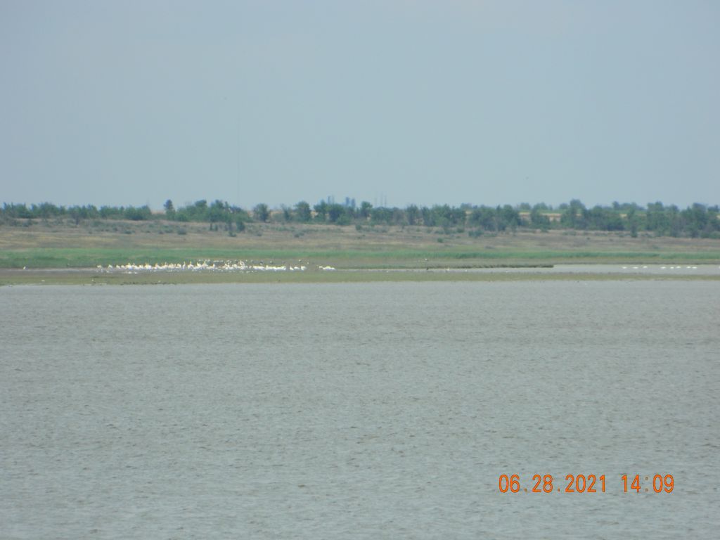 Pelecanus onocrotalus Linnaeus, 1758