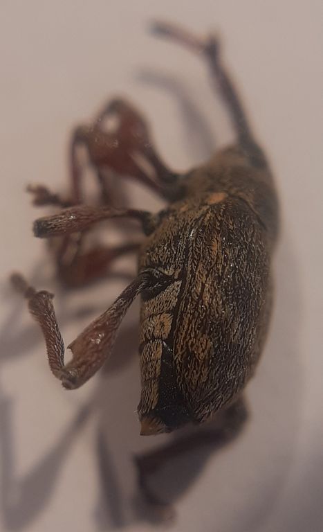 Curculio glandium Marsham, 1802