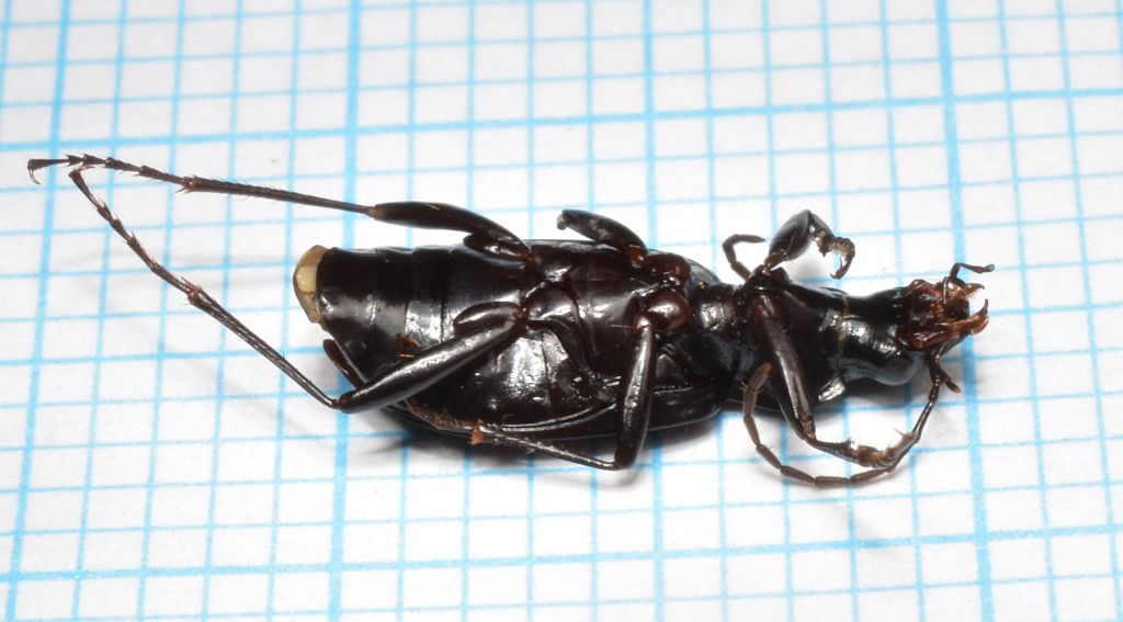 Limodromus assimilis (Paykull, 1790)