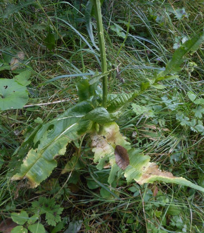 Dipsacus laciniatus L.