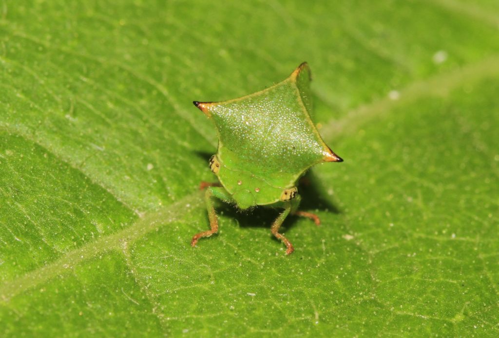 Stictocephala bisonia Kopp & Yonke, 1977