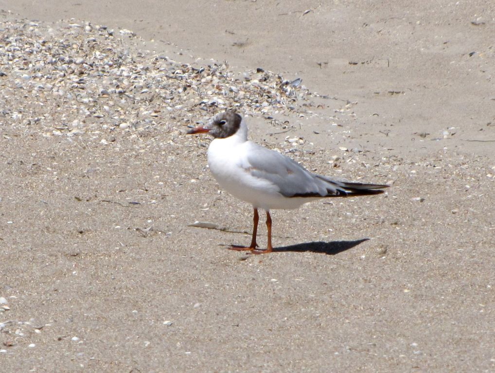 Chroicocephalus ridibundus (Linnaeus, 1766)