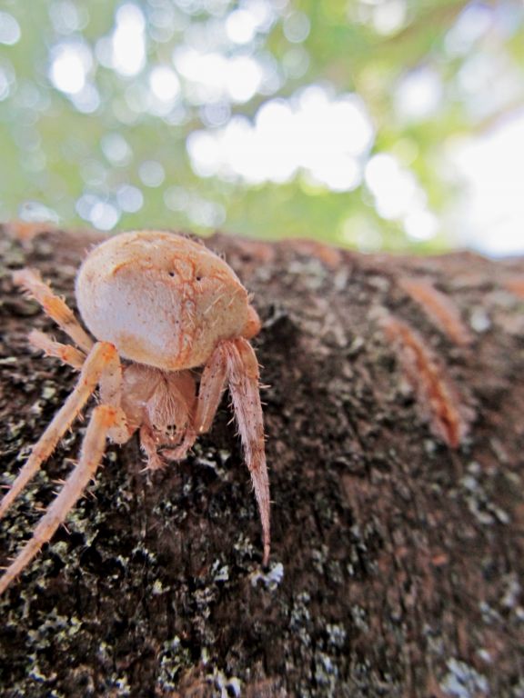 Araneus diadematus Clerck, 1757