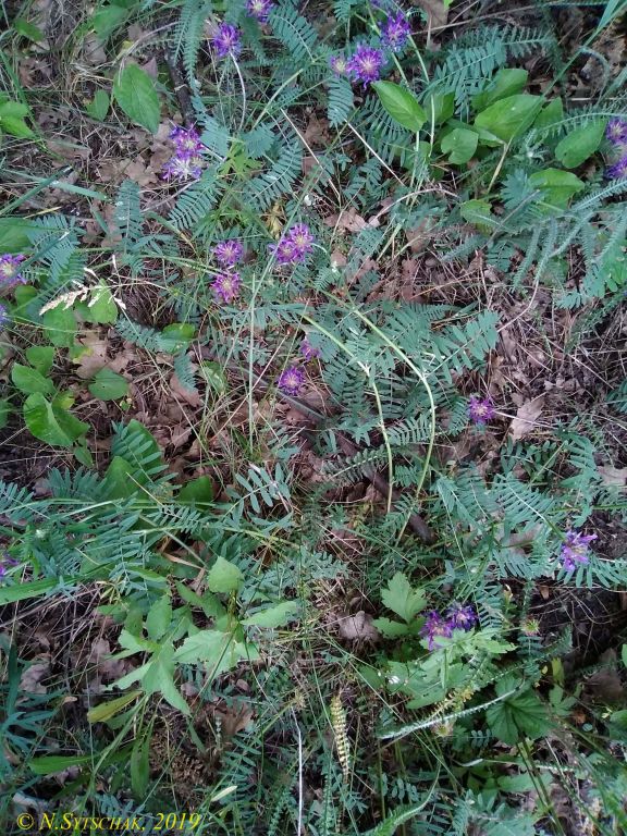 Astragalus onobrychis L.