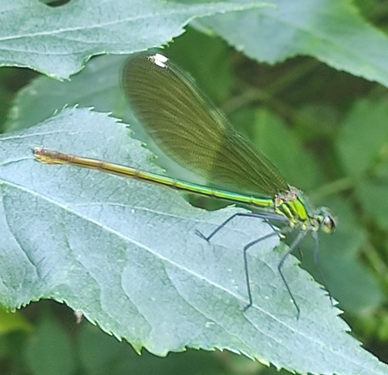 Calopteryx splendens (Harris, 1782)