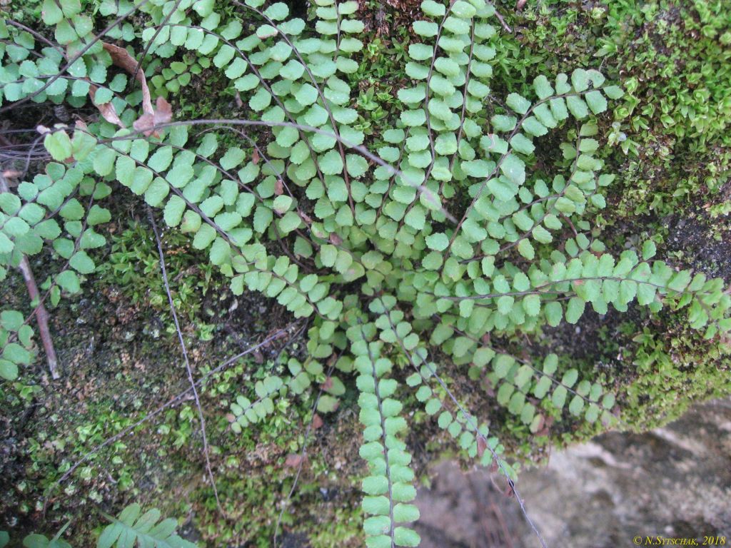 Asplenium trichomanes L.