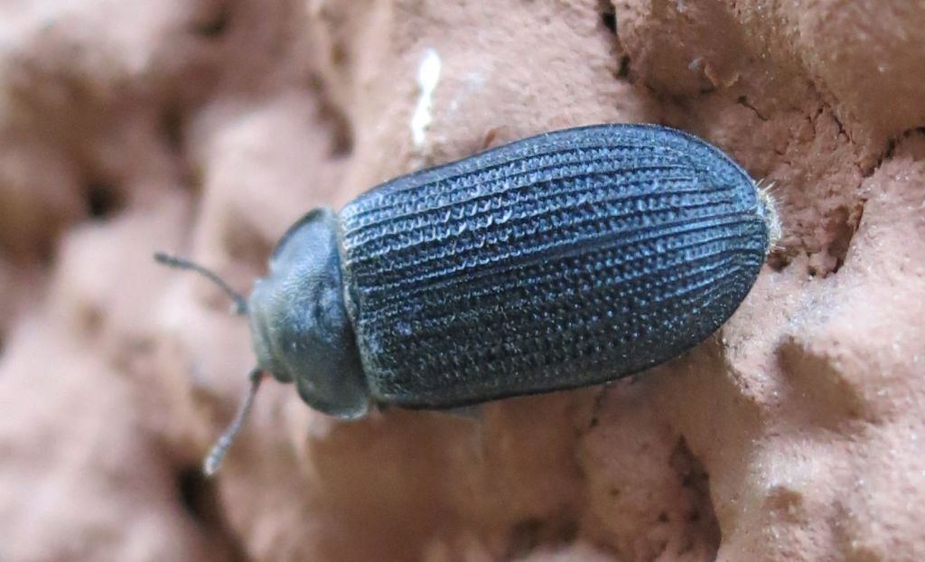 Grynocharis oblonga (Linnaeus, 1758)