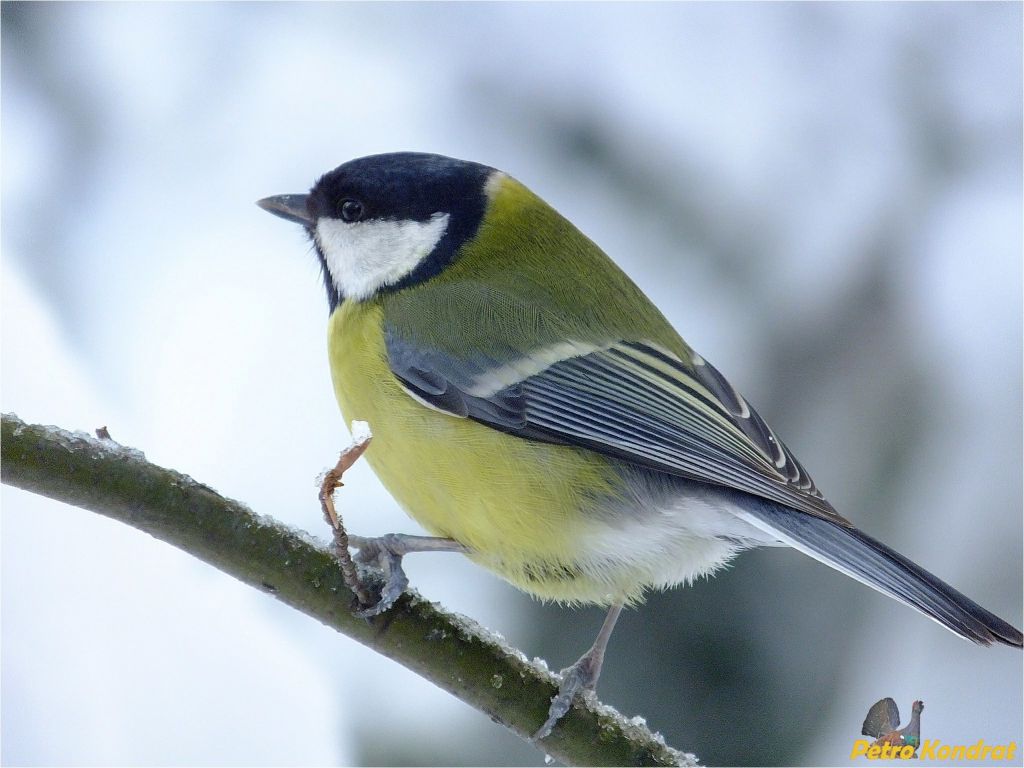 Parus major Linnaeus, 1758