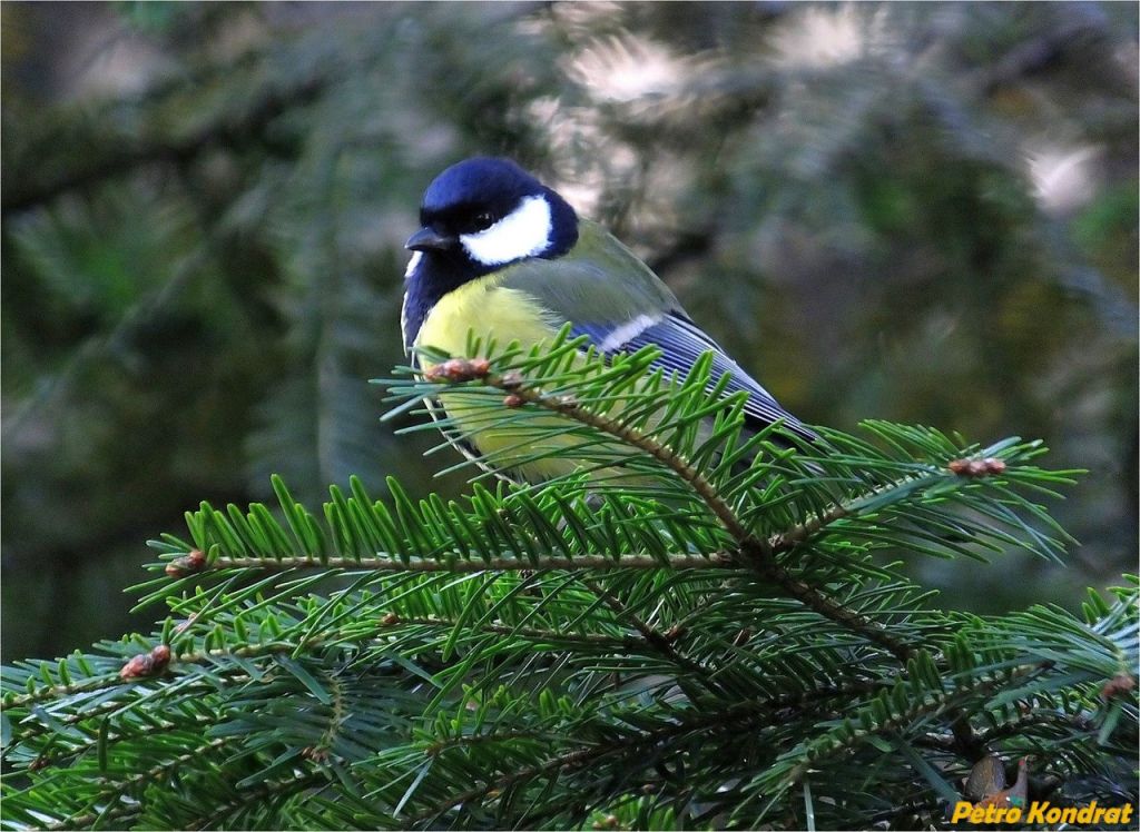 Parus major Linnaeus, 1758