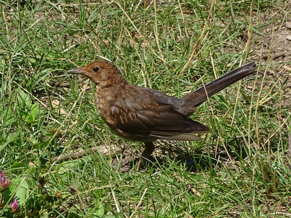 Turdus merula Linnaeus, 1758