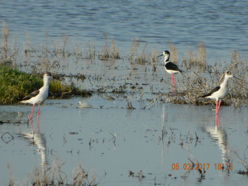 Himantopus himantopus (Linnaeus, 1758)