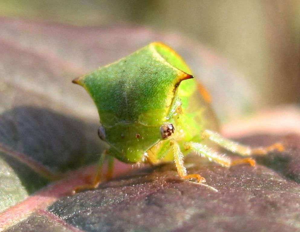 Stictocephala bisonia Kopp & Yonke, 1977