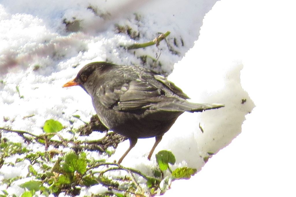 Turdus merula Linnaeus, 1758