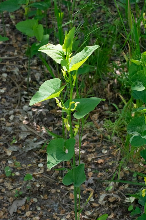 Aristolochia clematitis L.