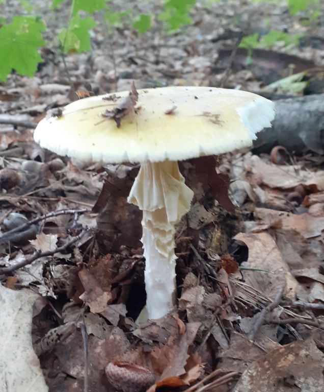 Amanita phalloides (Vaill. ex Fr.) Link