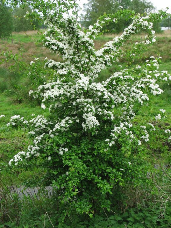 Crataegus monogyna Jacq.
