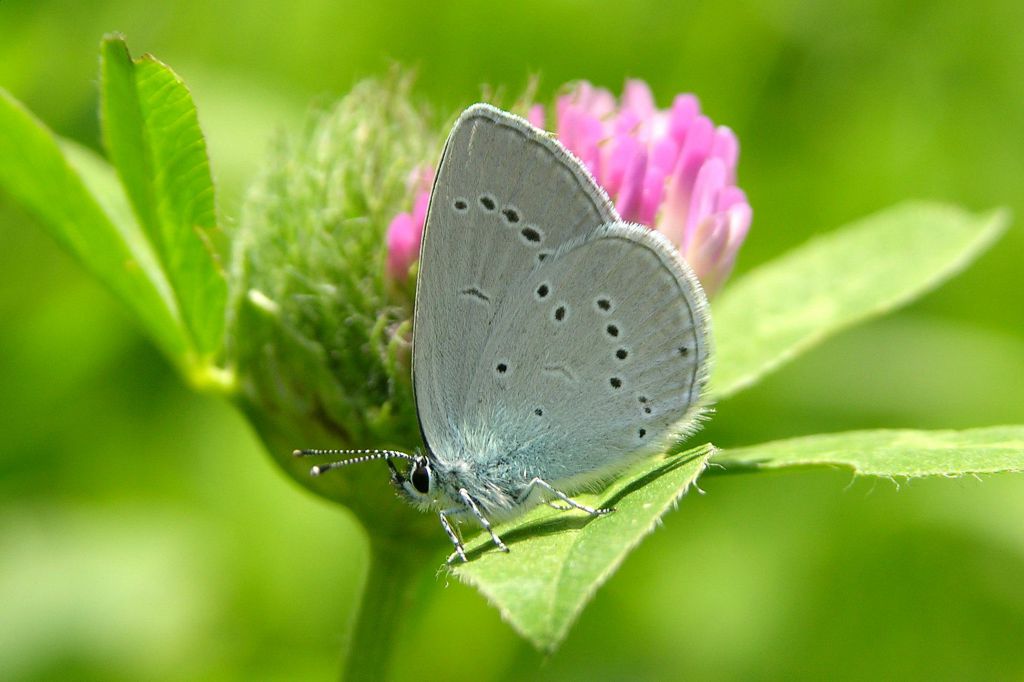 Cupido (Cupido) minimus (Fuessly, 1775)