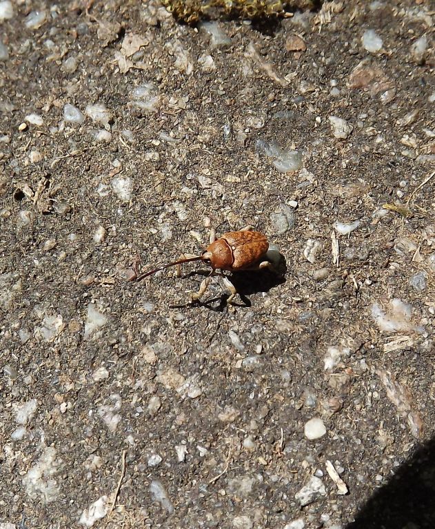 Curculio glandium Marsham, 1802