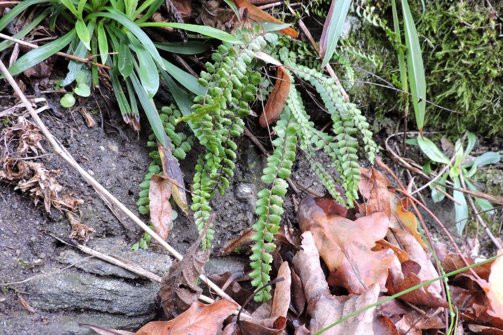 Asplenium trichomanes L.
