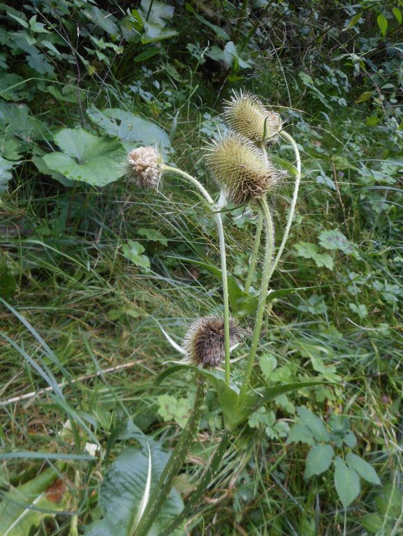 Dipsacus laciniatus L.