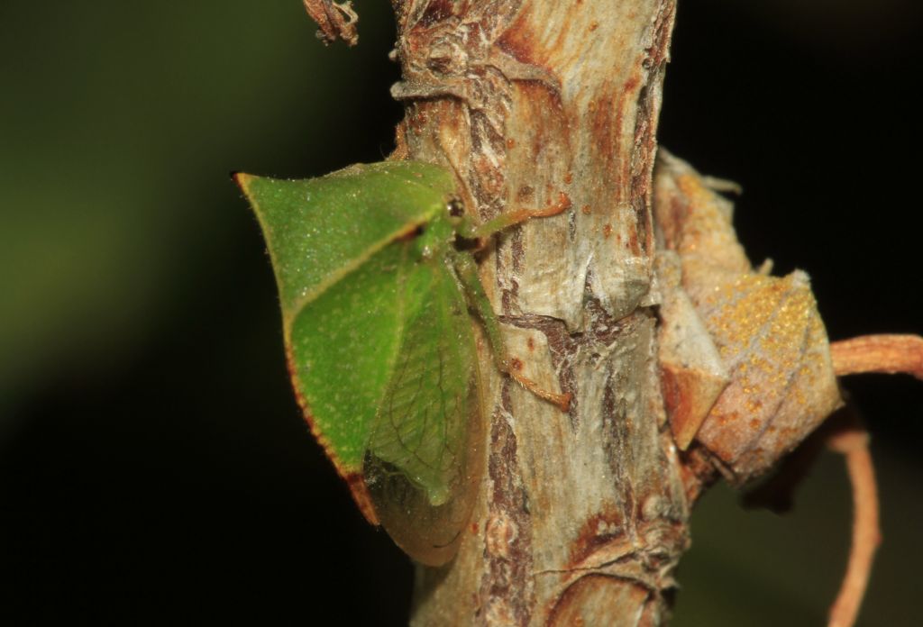 Stictocephala bisonia Kopp & Yonke, 1977