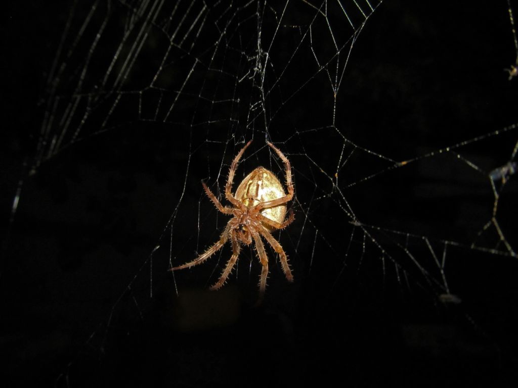 Araneus diadematus Clerck, 1757