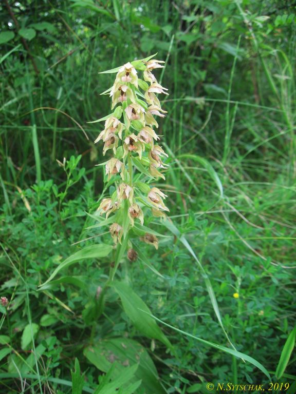 Epipactis helleborine (L.) Crantz
