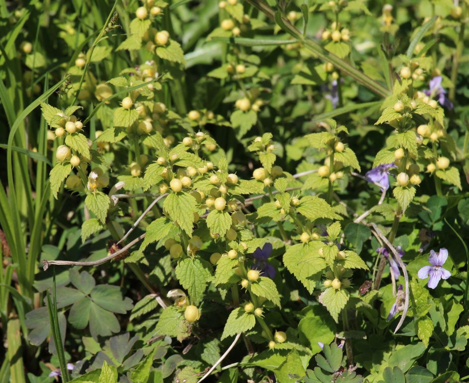 Lamium galeobdolon (L.) L.