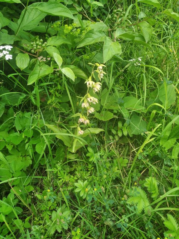 Epipactis helleborine (L.) Crantz