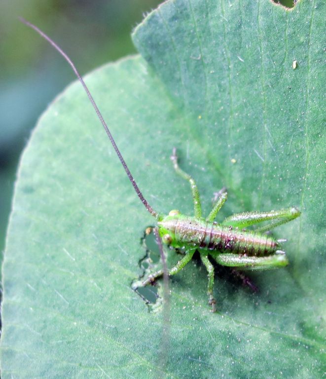 Tettigoniidae