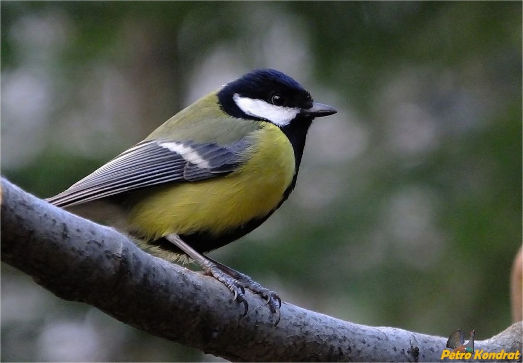 Parus major Linnaeus, 1758