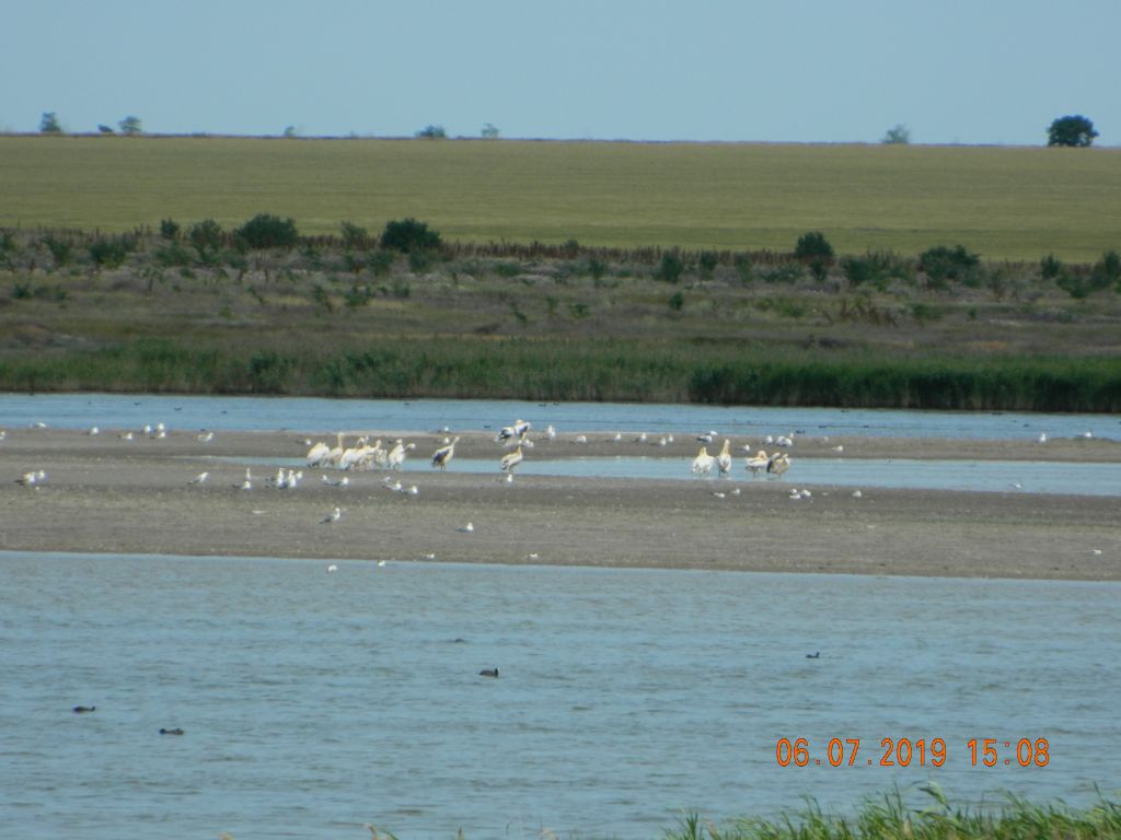 Pelecanus onocrotalus Linnaeus, 1758