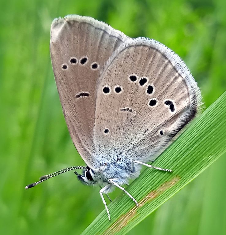 Cyaniris semiargus (Rottemburg, 1775)