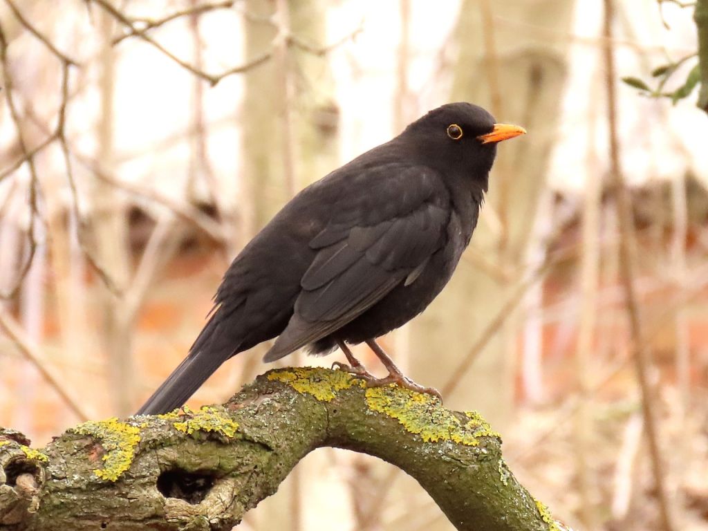 Turdus merula Linnaeus, 1758
