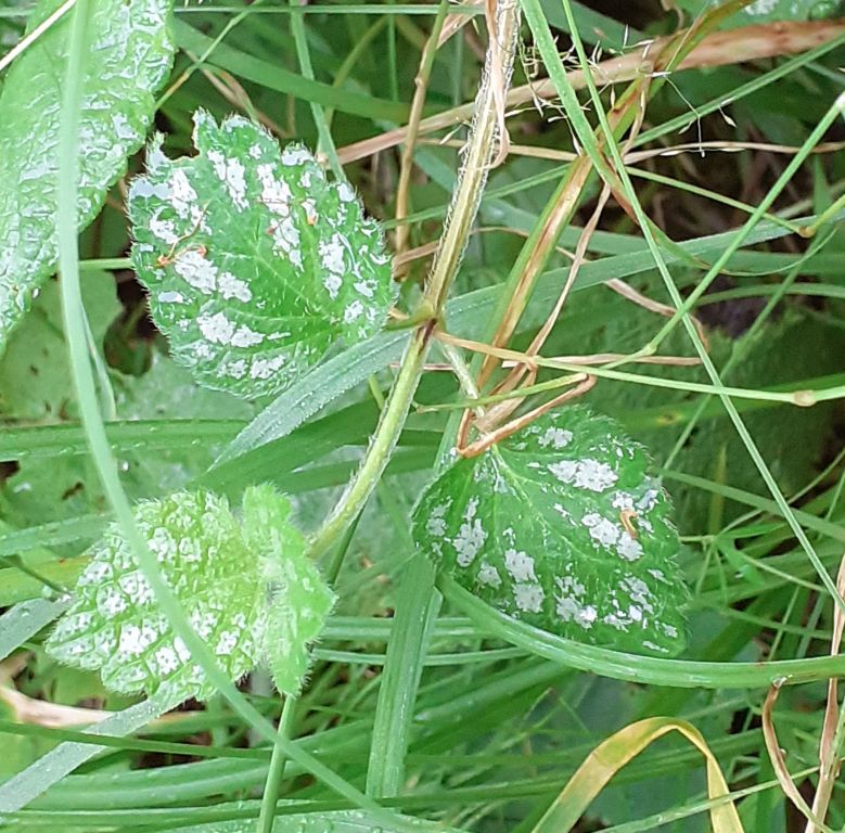 Lamium galeobdolon (L.) L.