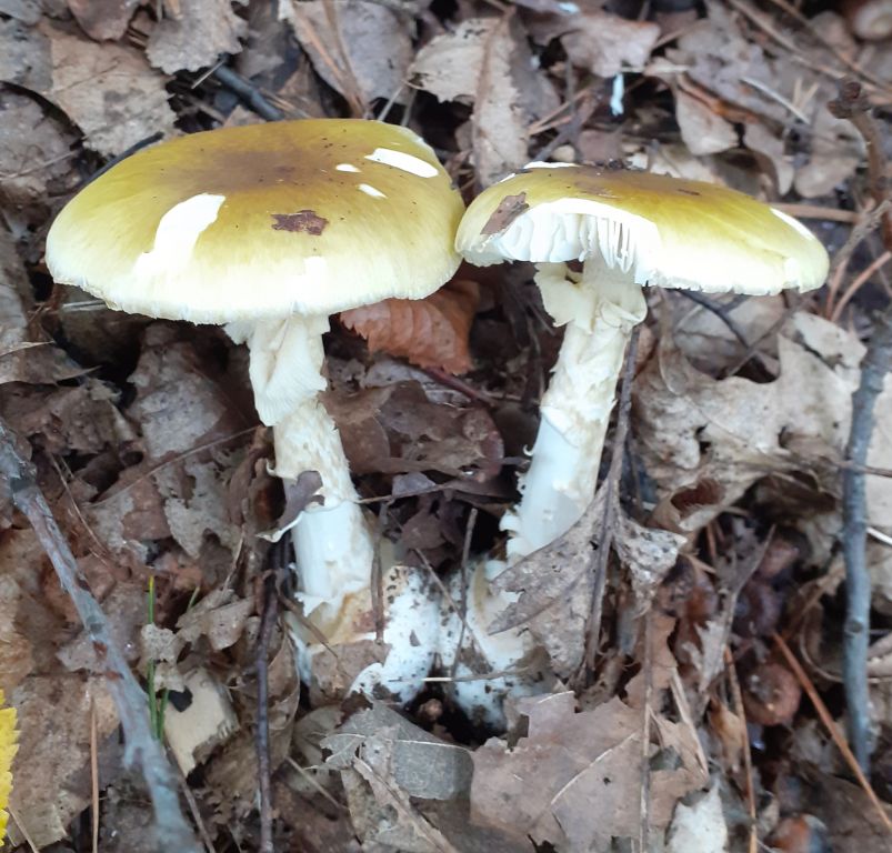 Amanita phalloides (Vaill. ex Fr.) Link