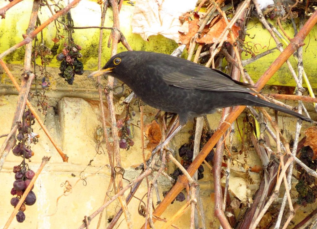 Turdus merula Linnaeus, 1758