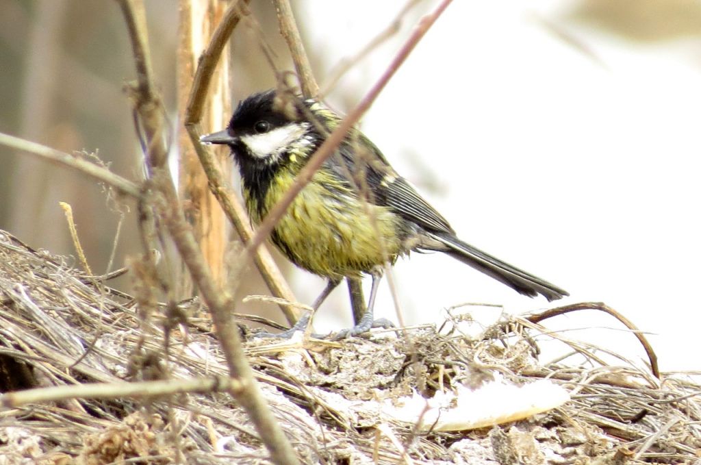 Parus major Linnaeus, 1758