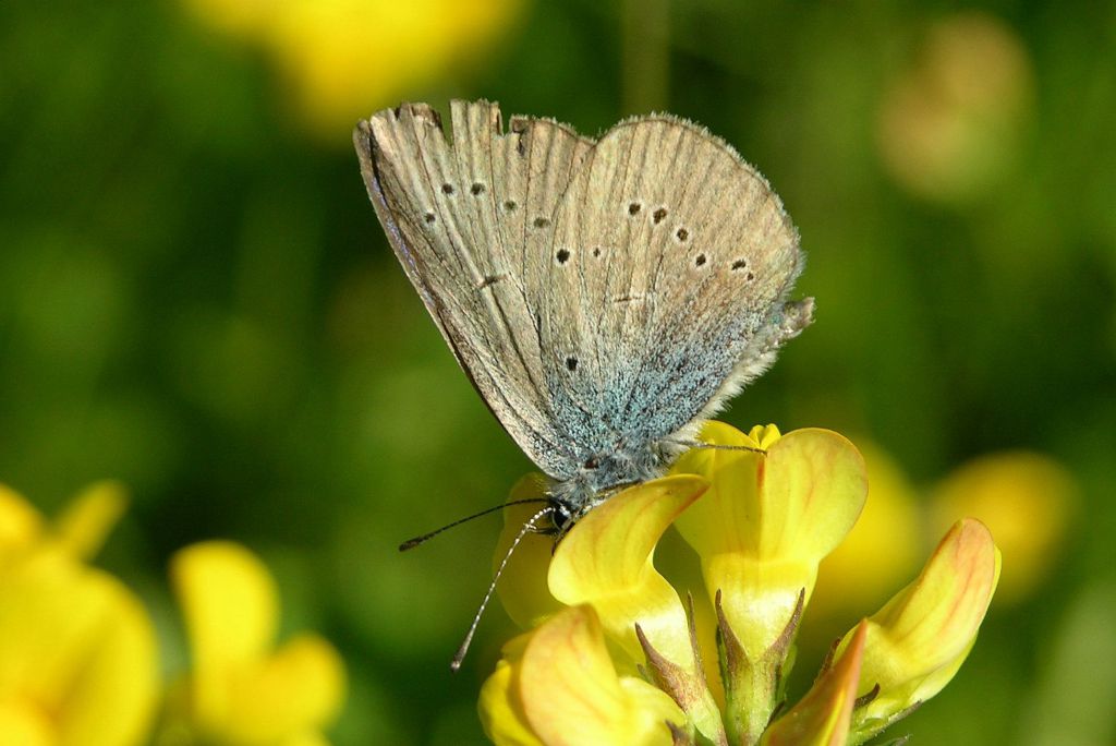 Cyaniris semiargus (Rottemburg, 1775)