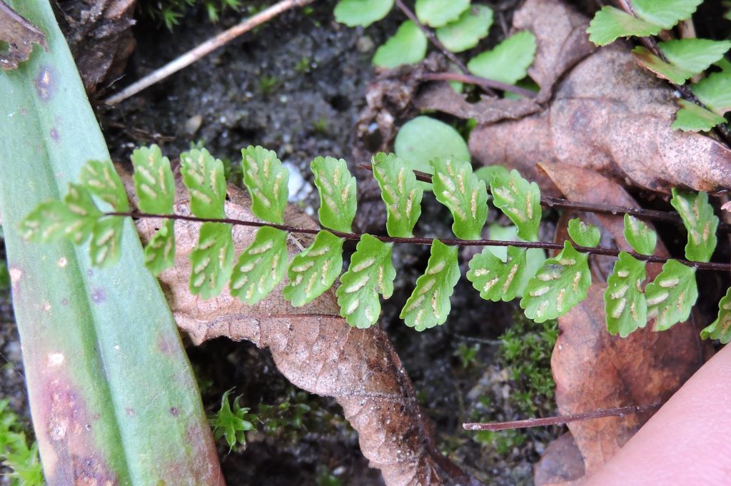 Asplenium trichomanes L.