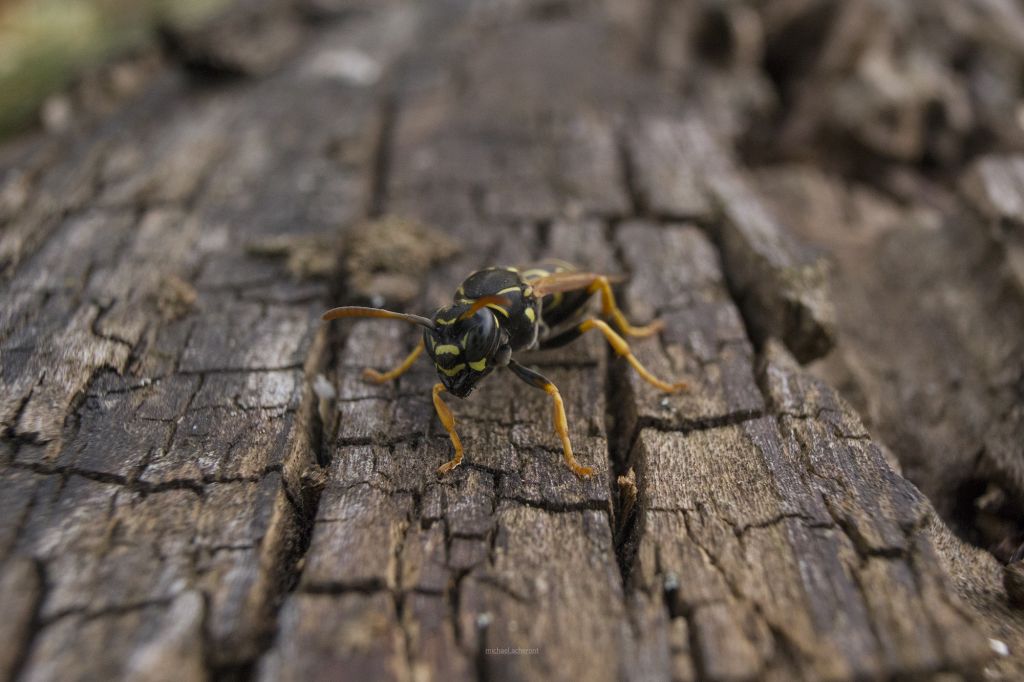 Polistes nimpha (Christ, 1791)